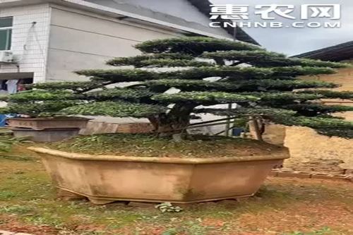 0/棵 造型罗汉松树.二十五公分造型罗汉松价格.