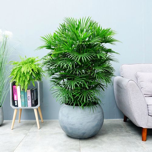 金山棕棕竹盆栽耐寒耐旱植物室内外四季常青吸甲醛进化空气盆景苗