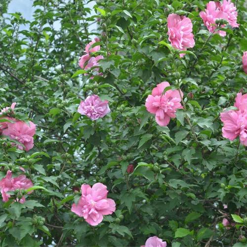 红花木槿花苗 重瓣木槿树苗 庭院地栽盆栽花卉植物工程绿化苗