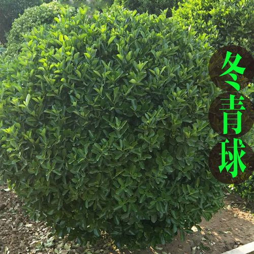 冬青球庭院绿化苗木球形四季常绿冬青苗大小叶黄杨苗法国冬青球型
