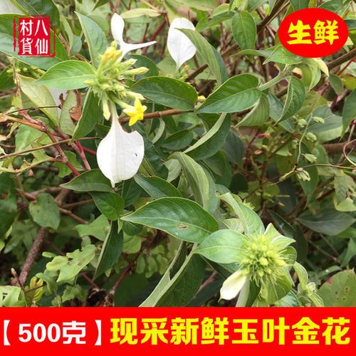 野生玉叶金花 新鲜玉叶金花枝叶 白蝴蝶白叶子 中草药白纸扇 包邮