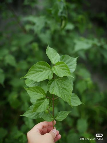 阿屎木神仙树观音柴斑鸠叶新鲜树叶绿豆腐叶子翡翠豆腐叶