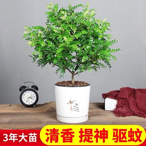 清香木盆栽【清香驱蚊】室内外阳台客厅桌面四季常青驱蚊植物花卉