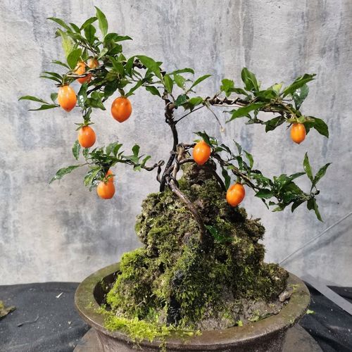 灌木金弹子原生母树,附石盆景!带吸水石!如图发货