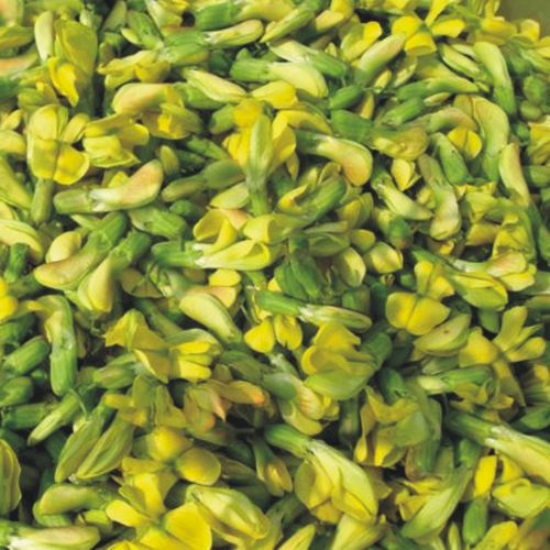1斤顺丰包邮2022年新鲜金雀花 阳雀花云南食用花 特色菜 新鲜食材