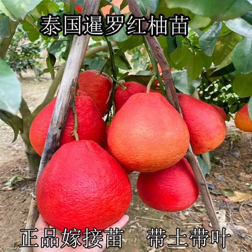 柚子树苗正宗嫁接高端新品种大红袍暹罗红泰国红宝石青柚三红蜜柚
