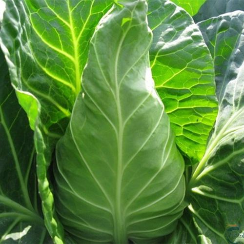 春优春丰牛心甘蓝种子种籽牛角包心菜籽春秋包菜四季蔬菜种孑高产