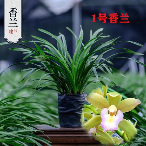 浓香型兰花香兰办公室植物绿植秋冬季开花原盆养殖基地发货包养活