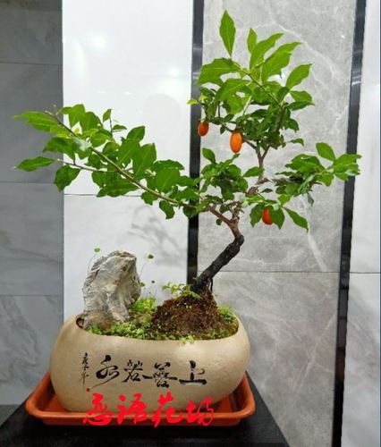 正品花保证金弹子盆景树苗金蛋子苗观果庭桌面阳台盆