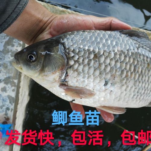 鲫鱼苗工程鲫白鲫土鲫大鲫鱼苗鲫鱼苗批发湘云鲫银鲫中科3号5号【7月