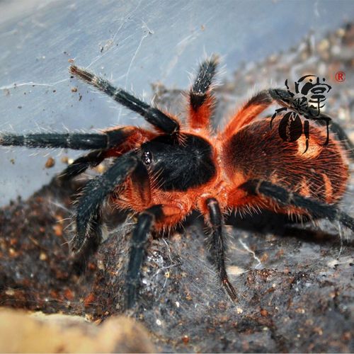 巴拿马红斑结尾足展4厘米颜色艳丽收藏级小型发烧品种宠物蜘蛛