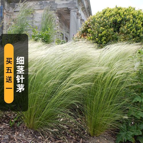 细茎针茅种子20粒墨西哥羽毛草籽观赏马尾花镜庭院室外盆栽春秋播