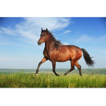 欧零骏马图策马奔腾一匹马画马到成功装饰画客厅办公室墙贴自粘画电视