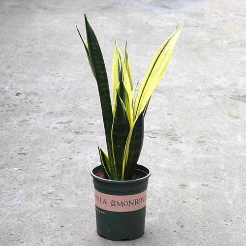 黄金兰虎皮兰金边虎皮兰室内懒人盆栽净化空气吸甲醛防辐射绿植