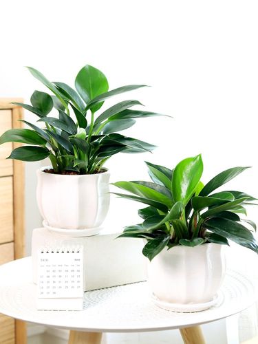 绿公主大叶金钻盆栽招财植物室内耐阴办公室绿植好养活吸甲醛四季