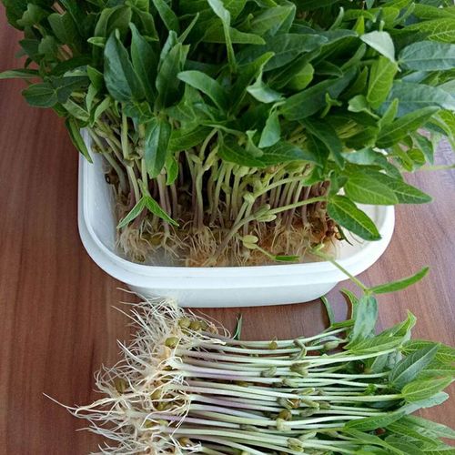 黑豆黄豆绿豆红豆种子豆芽菜水培菜芽苗菜纸上种菜四季蔬菜种子花乡