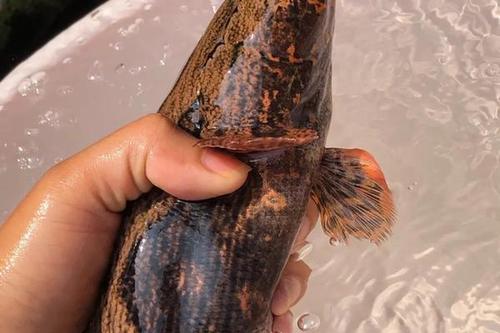 0/斤  海南水库笋壳鱼