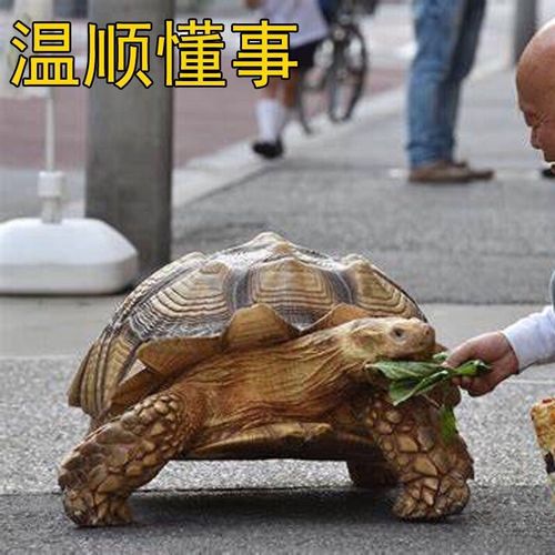陆地巨型吃菜龟活体特大乌龟活体宠物大型乌龟素食龟生蛋龟下蛋龟