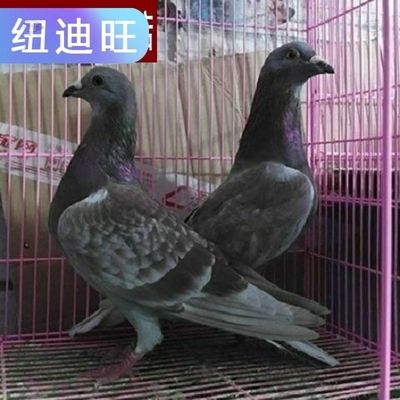 落地王鸽子 特大型白羽王鸽子活一对肉鸽子活的观赏鸽