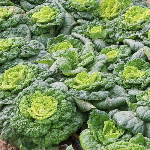 博卉黄心乌菜种种子种籽乌塌菜四季白菜冬天青菜蔬菜孑黑菜秋冬季菜籽