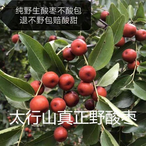 农村山区纯野生小酸枣干野山枣500g原味孕妇水果酸枣粒果安神睡果