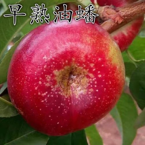 新品种桃树嫁接苗南北方早熟油蟠7-5桃树苗种植金霞早油蟠桃树苗