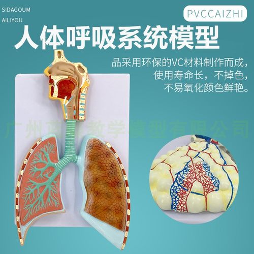 人体呼吸系统解剖模型 肺解剖呼吸系统浮雕模型 肺泡放大解剖模型