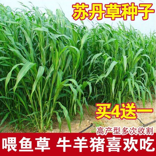 进口苏丹草种子高产鱼草种子高丹草种子四季鱼牛羊猪鹅兔牧草种籽