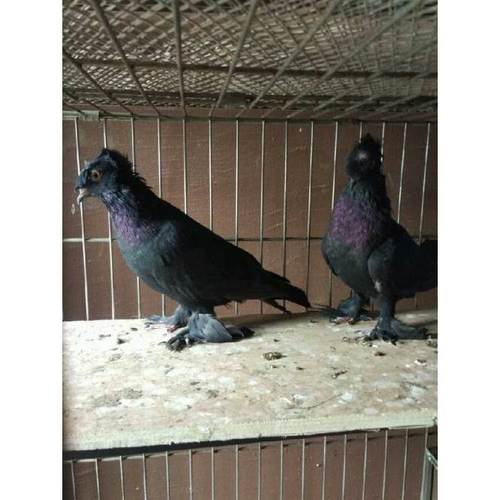 中原跟头鸽黑色观赏鸽新疆翻翻鸽种鸽红幼鸽筋斗鸽子活体一对包邮