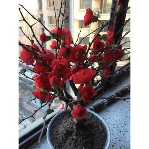 长寿冠海棠花盆栽四季海棠花日本海棠盆景室内绿植花卉盆栽