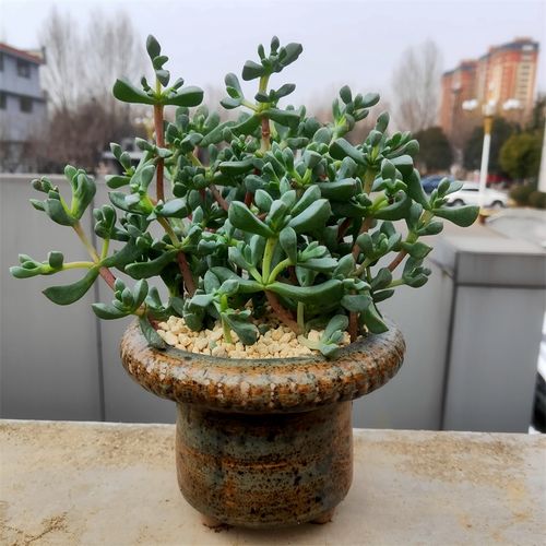 白凤菊大颗多肉植物大群老桩大颗番杏科阳台办公桌花卉绿植易养护