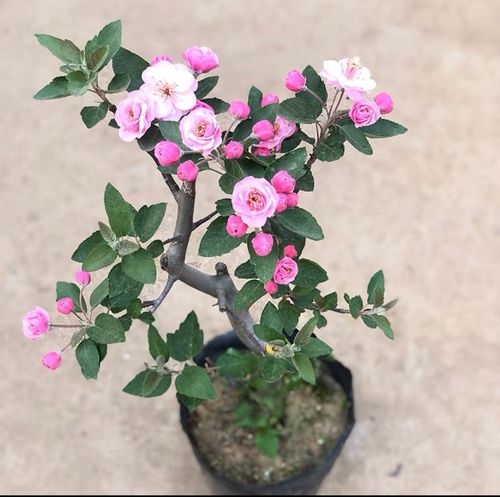 海棠花盆栽树苗老桩盆景花卉植物室内四季开花重瓣日本贴梗海棠花