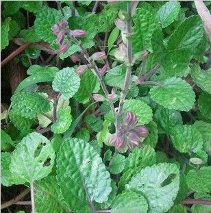 野外新鲜草药水韩信草蓝花草水远志荔枝肾鼠尾草蔓茎鼠尾草痛经