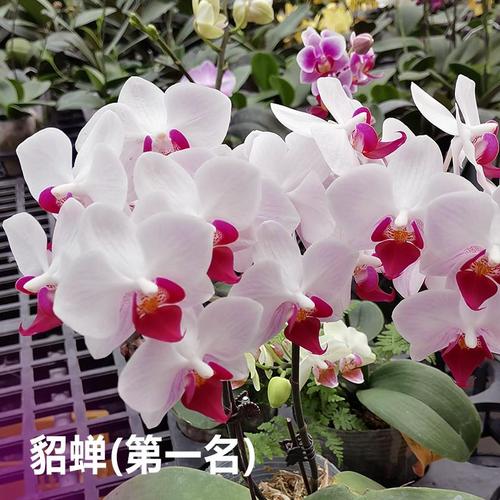 8寸杯带花剑蝴蝶兰花苗中g苗办公室兰花部分品种有花苞