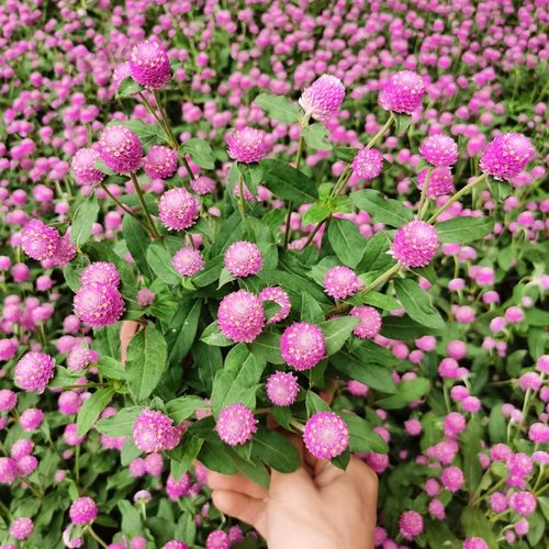 千日粉千日红盆栽花苗窗台百日红火球花阳台室外耐热易养花卉植物