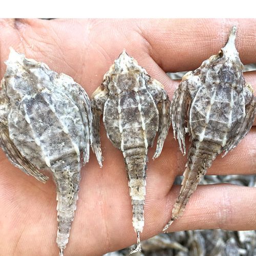 海麻雀海燕渔民自晒海底麻雀干货海产泡酒煲汤 海麻雀10只【体验装】