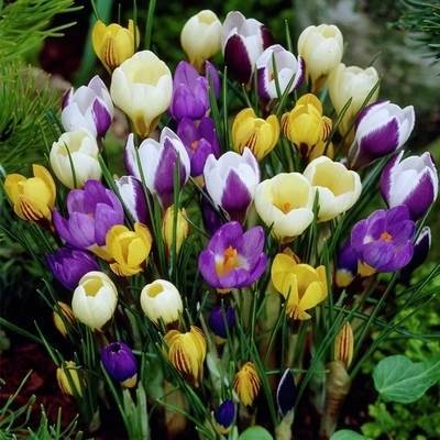 荷兰进口番红花种球藏红花种球进口球根花卉地栽室内外耐寒花卉