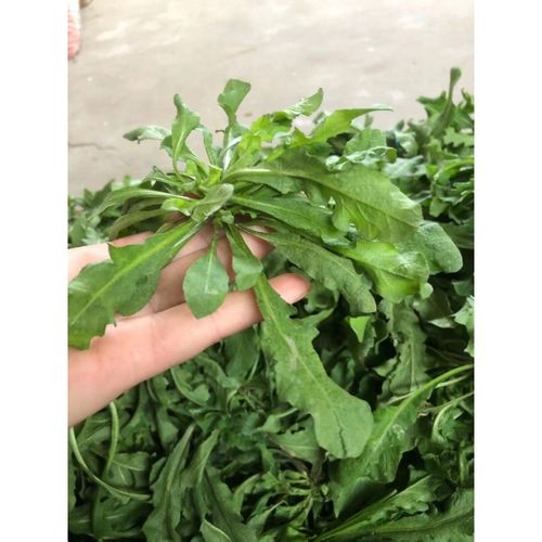 天然野生荠菜种子地米菜药用野菜清香鲜嫩农家四季播种特菜