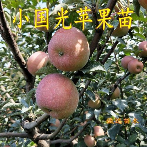 新品种国光苹果树苗盆地栽晚熟红富士小苹果嫁接苗南方北方种植【5月