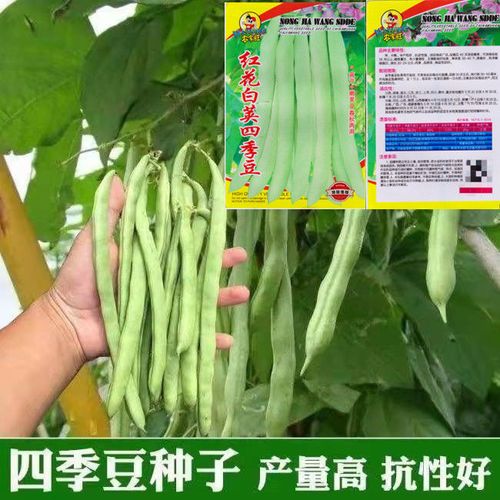 四季豆种子菜豆地豆早熟有架无架菜豆高产豆角春夏秋冬蔬菜种籽
