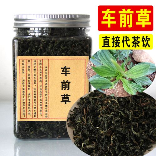 车前草茶新鲜车前子叶茶嫩叶炒非晒干特级车前草叶子泡茶