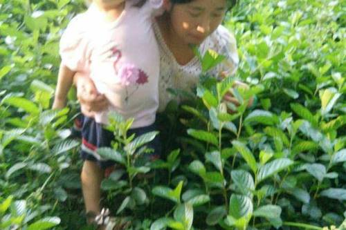 7/棵 杞木树苗,基地培育 现挖保湿发货 苗 保证成活率