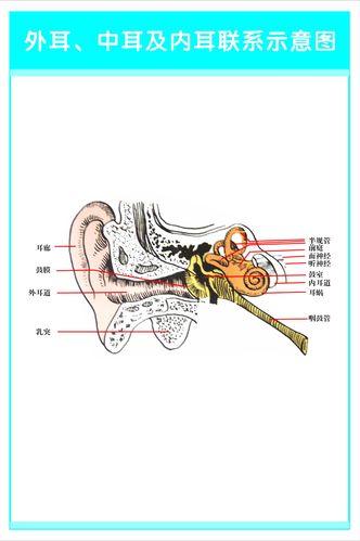753居家海报展板喷绘贴纸图片219外耳中耳内耳联系示意图解剖图