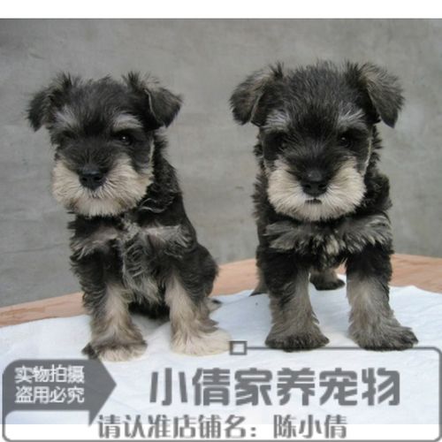 活体纯种雪纳瑞幼犬活体宠物狗小狗椒盐色白胡子老头黑银色公母q