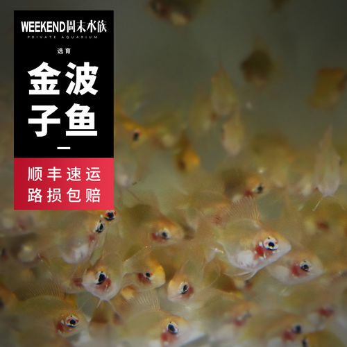 [周末水族]金波子鱼 小型热带鱼观赏鱼荷兰短鲷凤凰球蓝波子活动