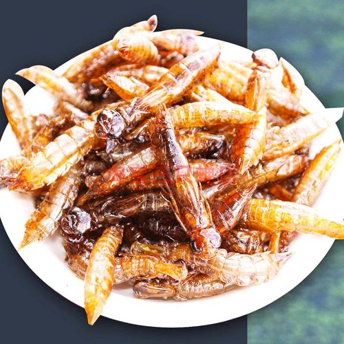 食用昆虫油炸水蜻蜓云南美味虫子炸水虿虫马帮菜肴美食水蝎子幼虫