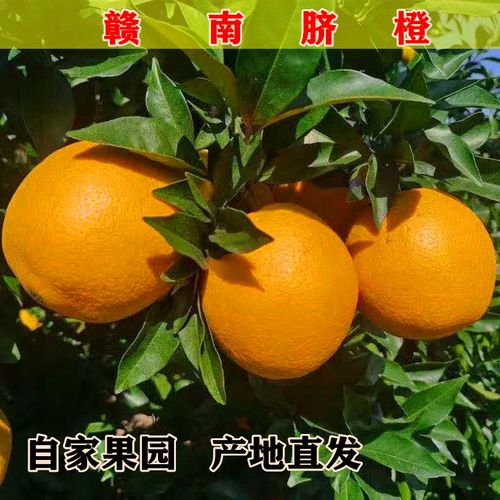 正宗赣南脐橙江西赣州甜橙子新鲜现摘水果20斤10特级大果产地直发