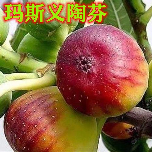 新品种盆栽地栽无花果苗 玛斯义.陶芬无花果苗当年结果无花果树苗