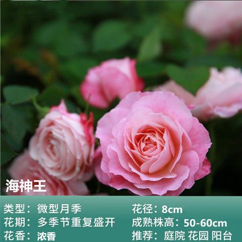 季开花大花浓香玫瑰爬藤蔷薇庭院绿植花卉 wy-海神王【精选勤花品种】