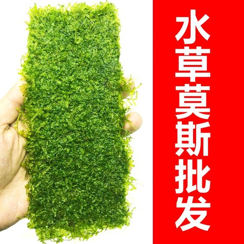 鱼缸莫斯水草植物活体慕斯片散装莫丝树球沉木大三角垂泪美凤造景